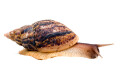 Lissachatina reticulata adult